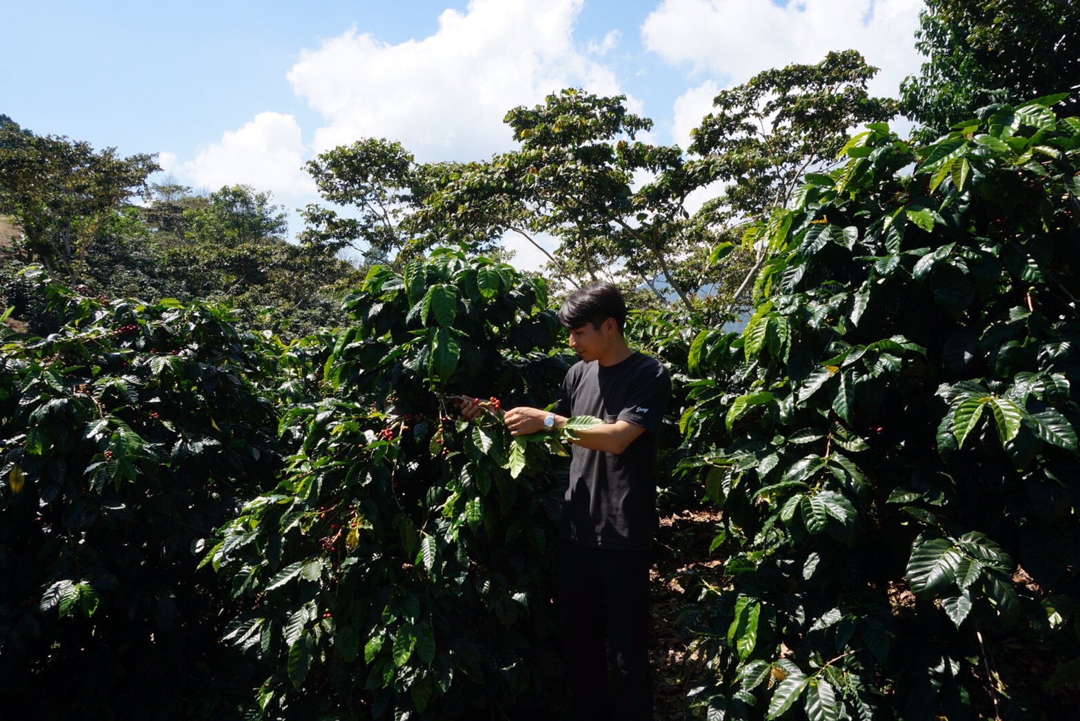 コーヒー農園で木に実った赤いコーヒーチェリーを確認する様子